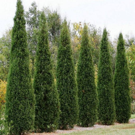 Privacy plants in a Delaware yard